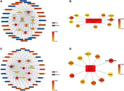 Effects of acupuncture treatment on microRNAs expression in ovarian tissues from Tripterygium glycoside-induced diminished ovarian reserve rats